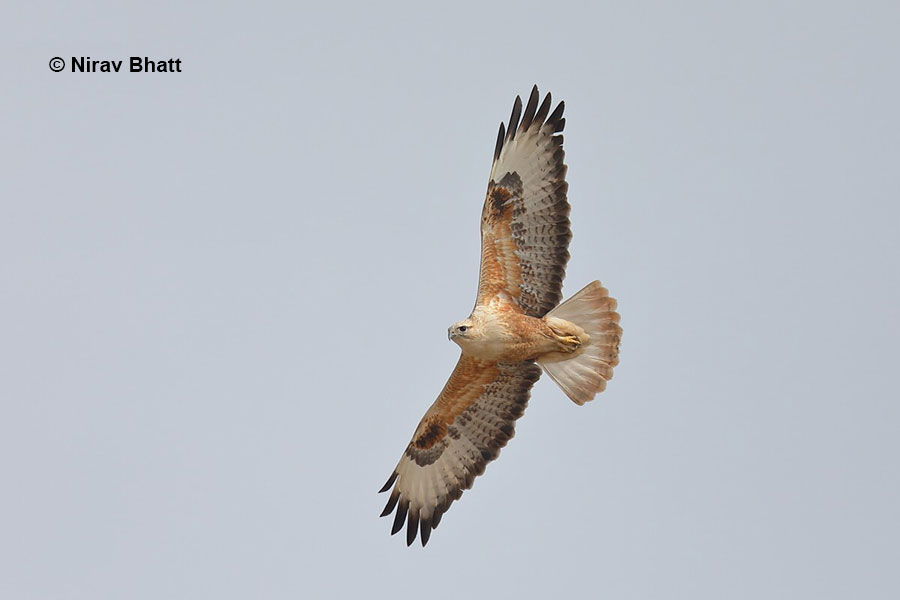 Long-legged Buzzard